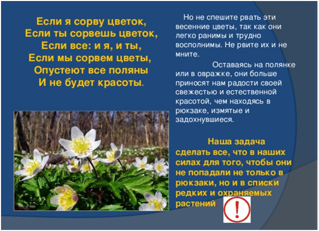 первоцвет